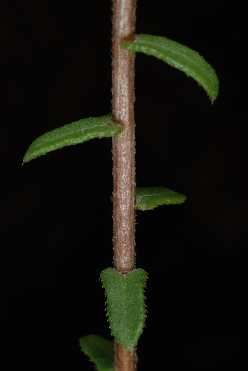 Largeflower Aster photo 7