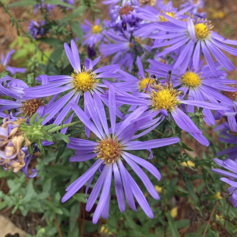 Largeflower Aster photo 2