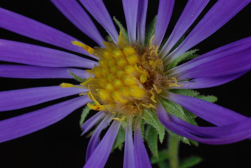 Largeflower Aster photo 4