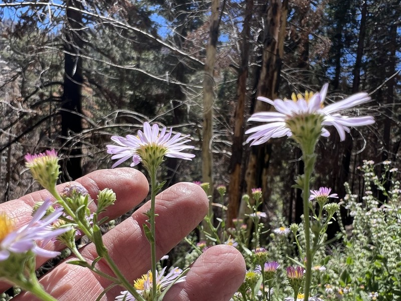 Greata's Aster photo 2