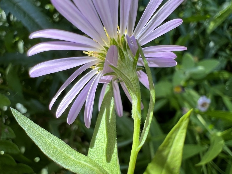Greata's Aster photo 4