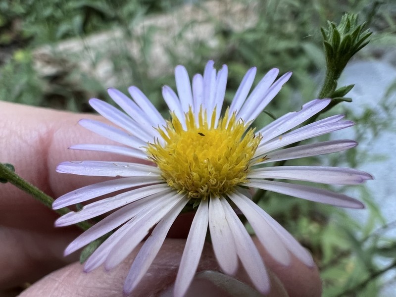 Greata's Aster photo 5