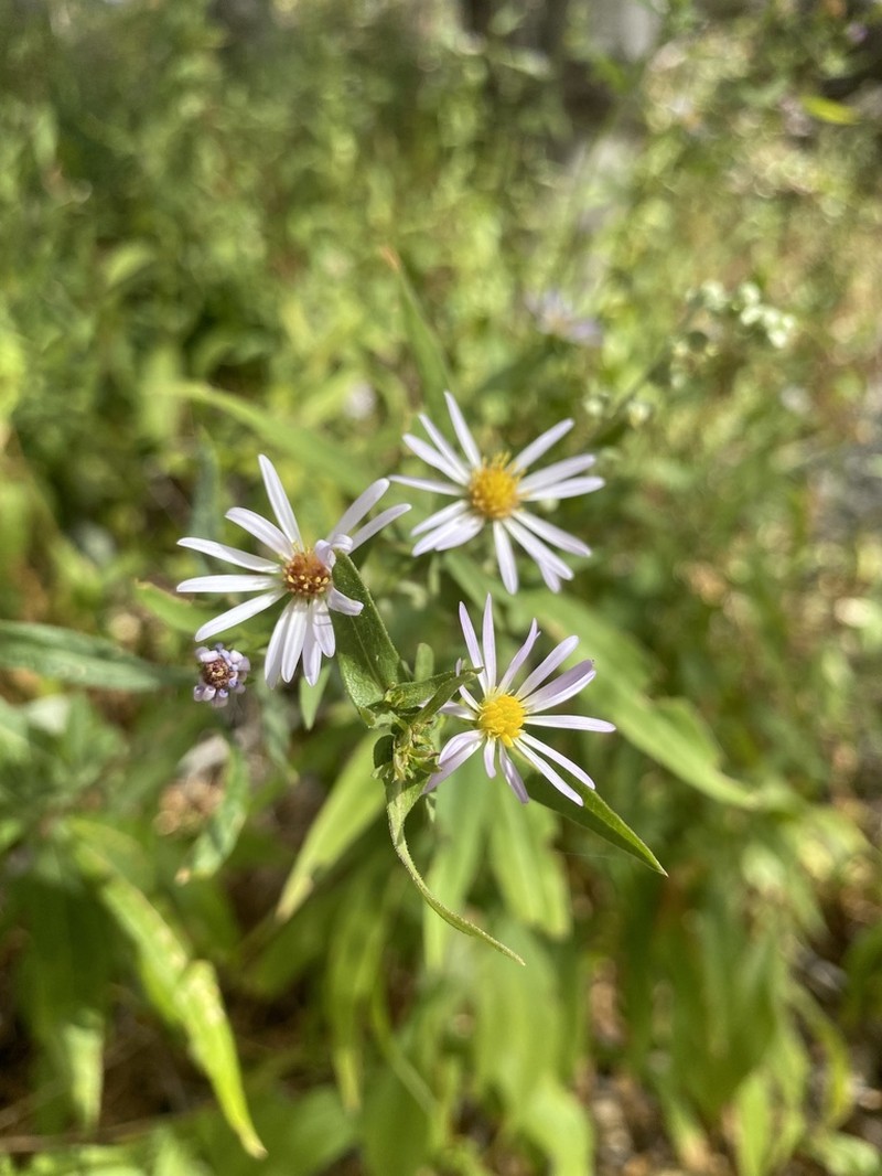 Greata's Aster photo 7