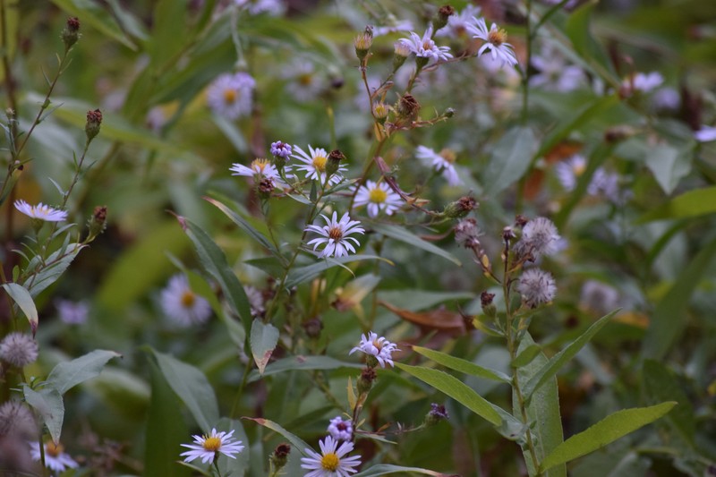 Greata's Aster photo 2