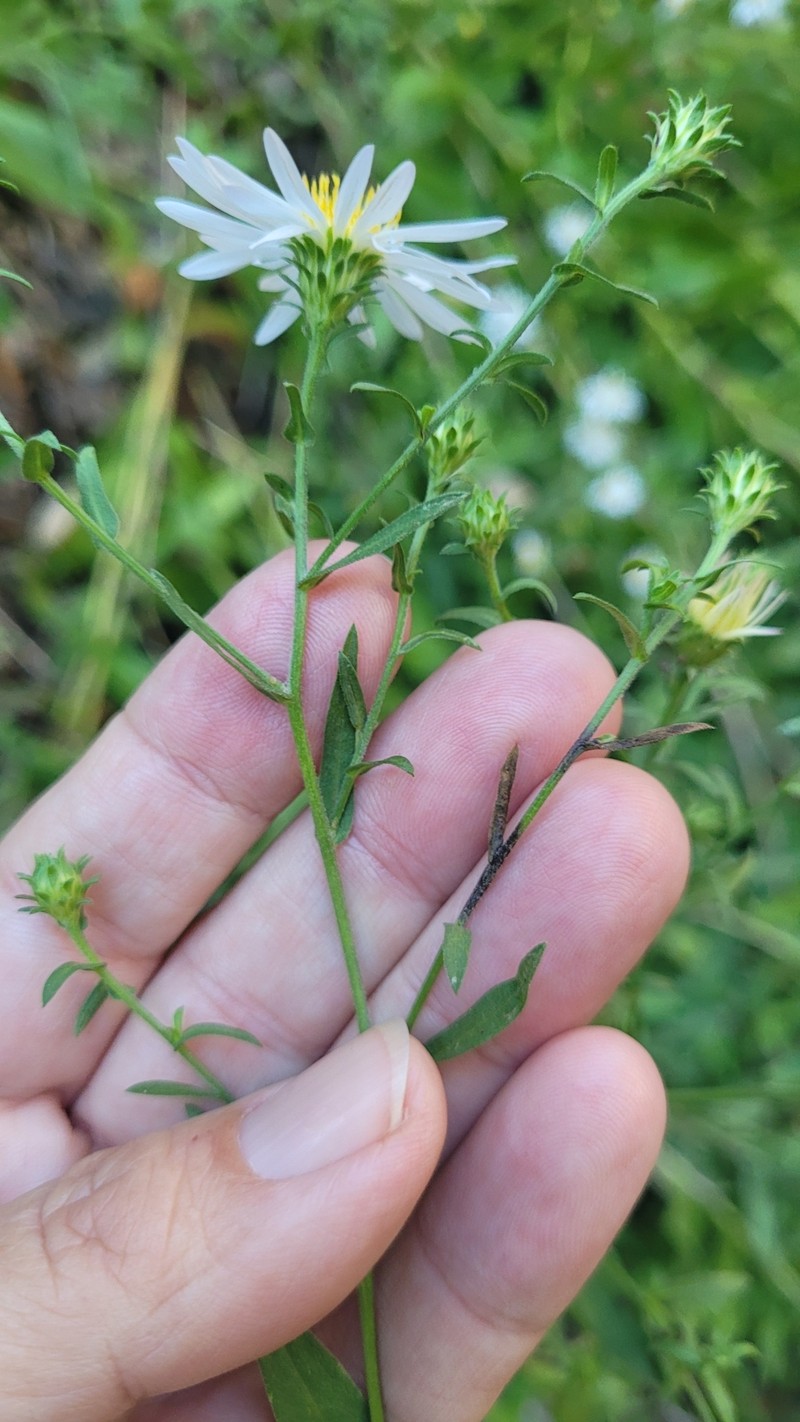 Greata's Aster photo 3