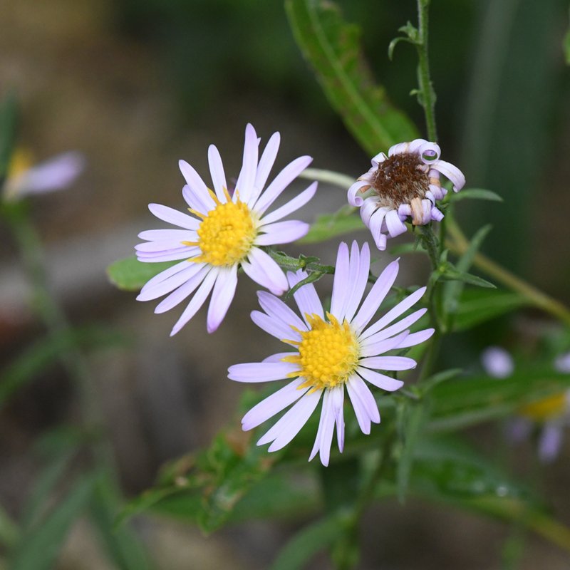 Greata's Aster