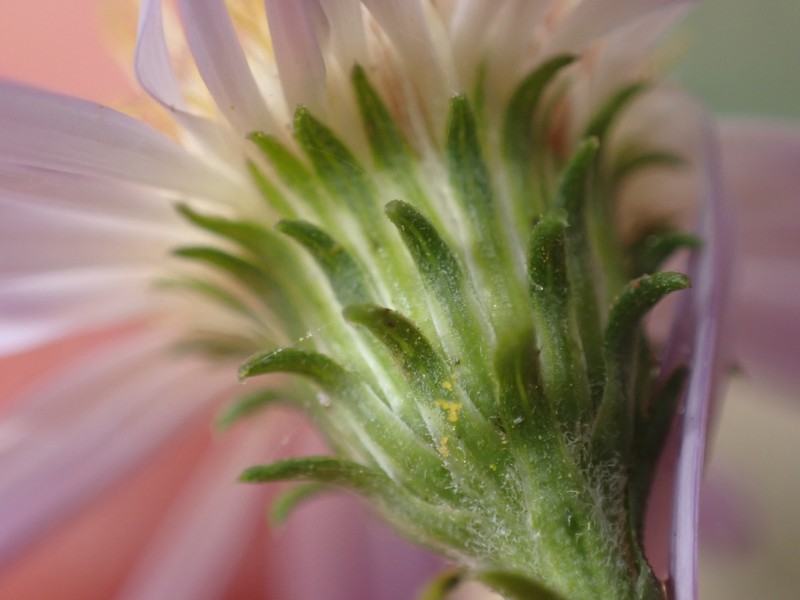 Greata's Aster photo 4