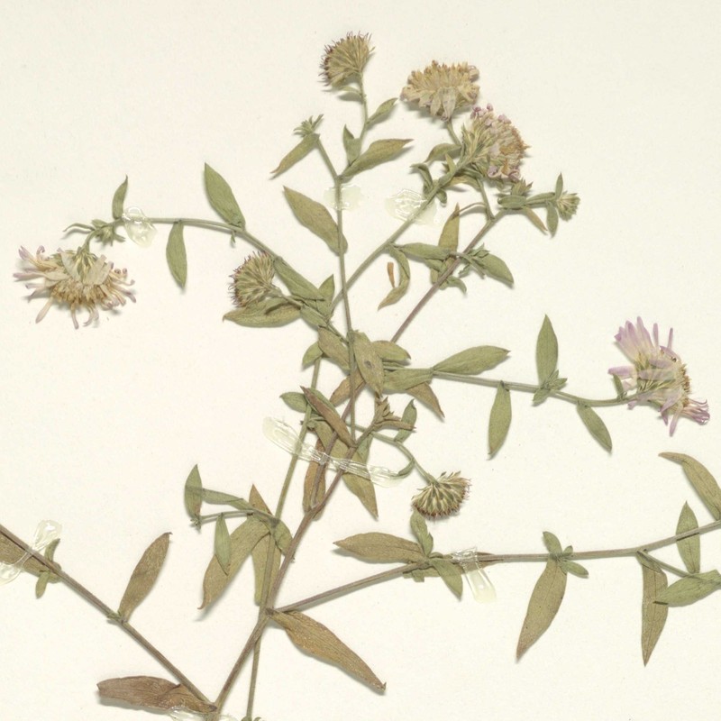 Greata's Aster photo 6