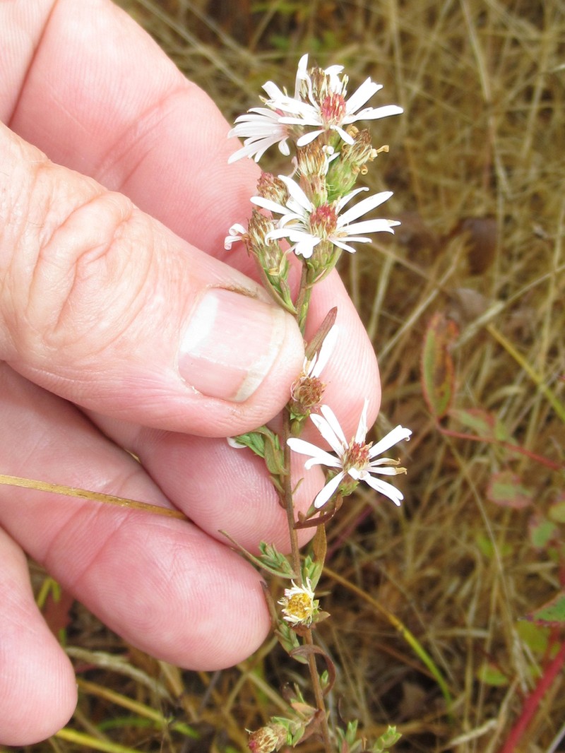 Hall's Aster photo 3