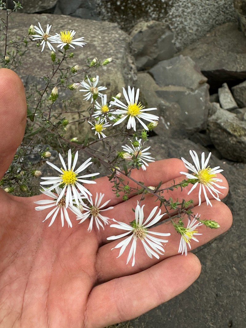 Hall's Aster photo 4