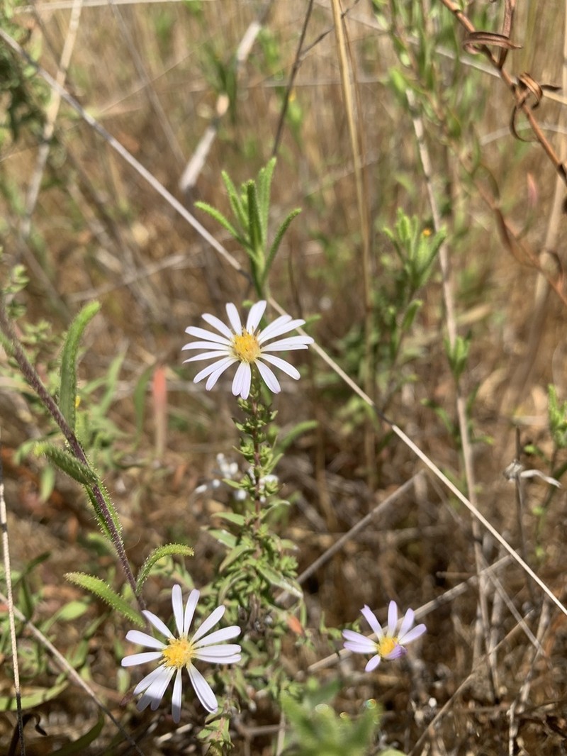 Hall's Aster photo 5