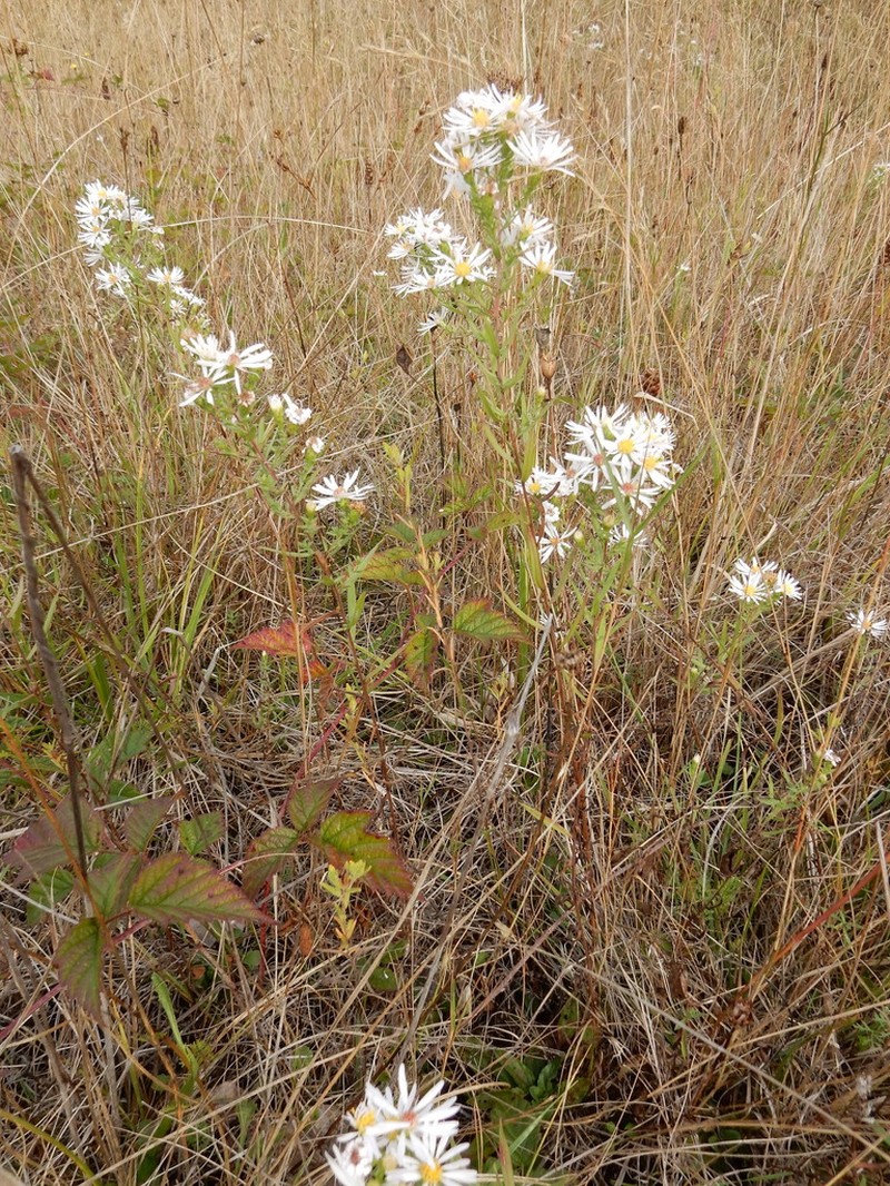 Hall's Aster photo 6