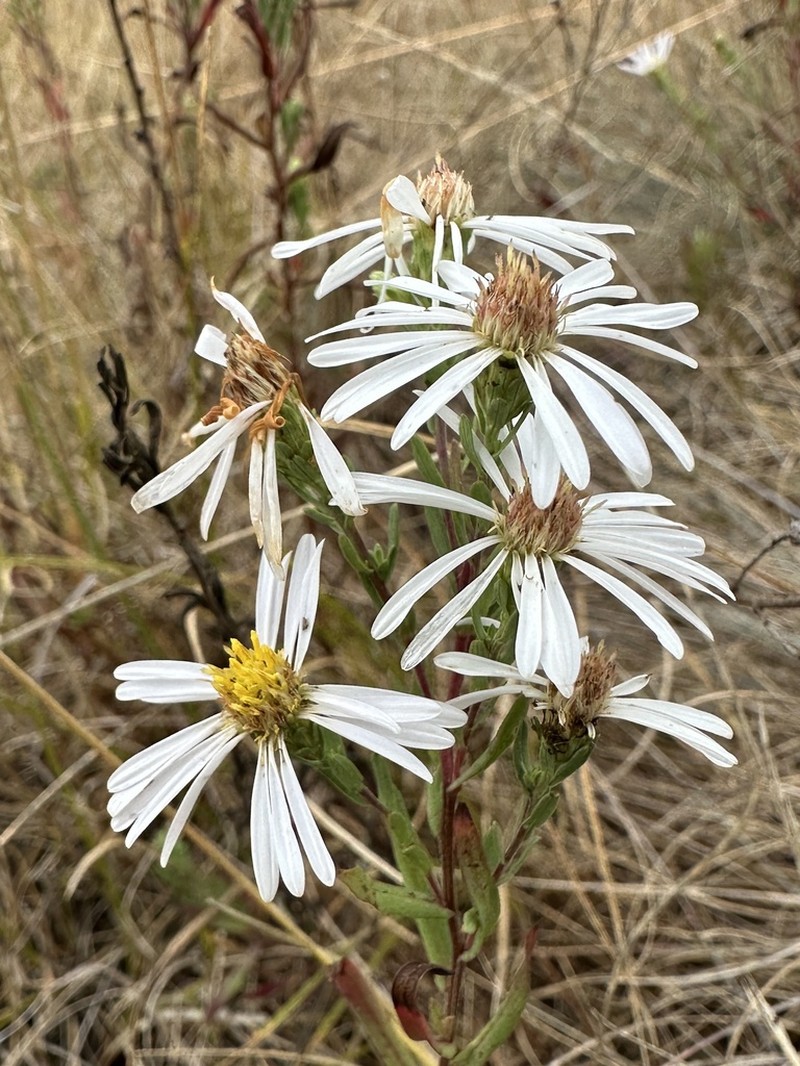 Hall's Aster photo 8