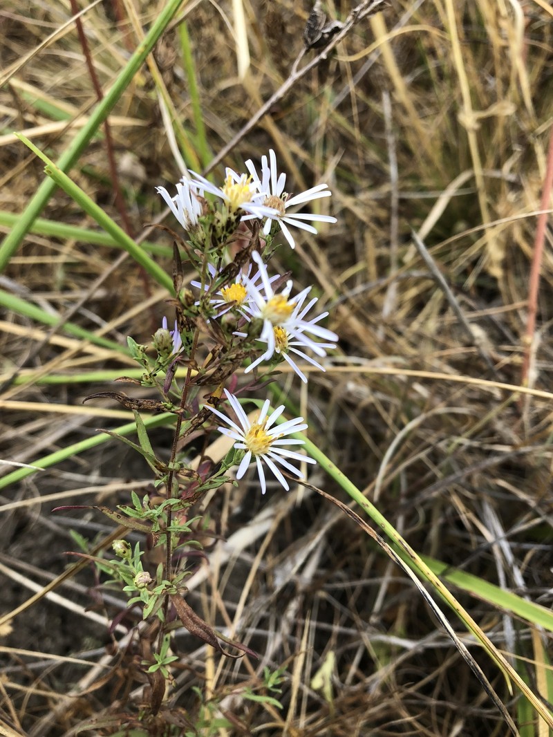 Hall's Aster photo 4