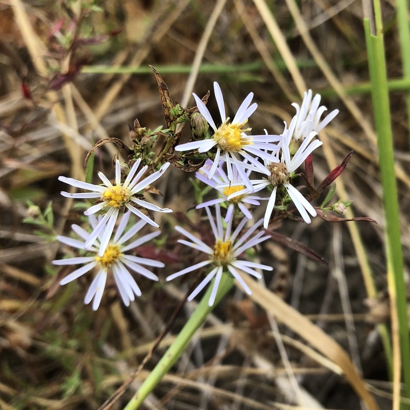 Hall's Aster