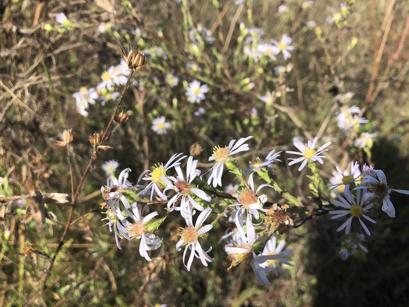 Hall's Aster photo 3
