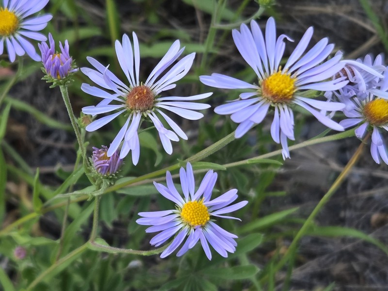 Lyall Aster photo 3