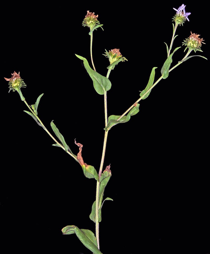 Lyall Aster photo 4