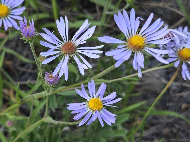 Lyall Aster photo 5