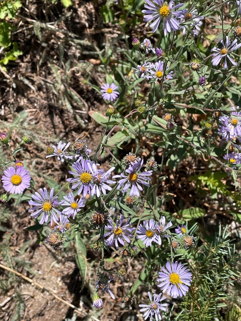 Lyall Aster photo 6