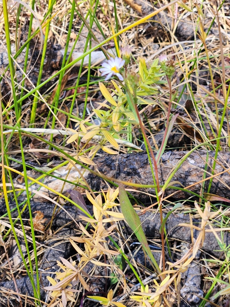 Lyall Aster photo 7