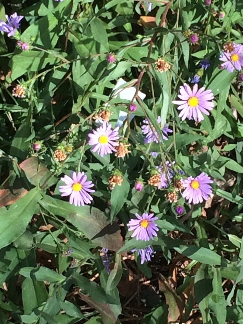 Lyall Aster photo 8