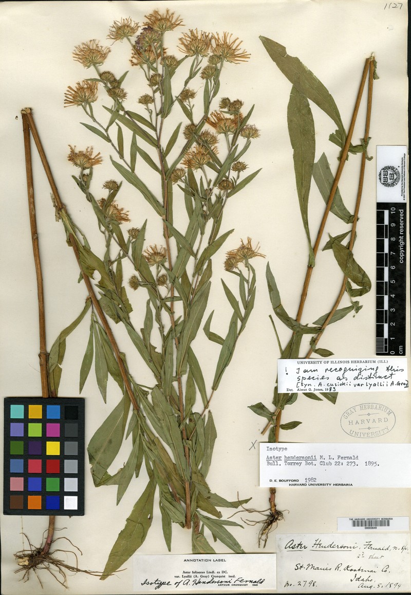 Lyall Aster photo 2