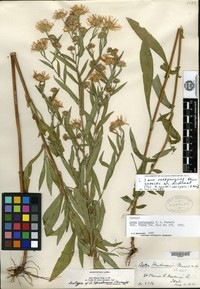 Lyall Aster