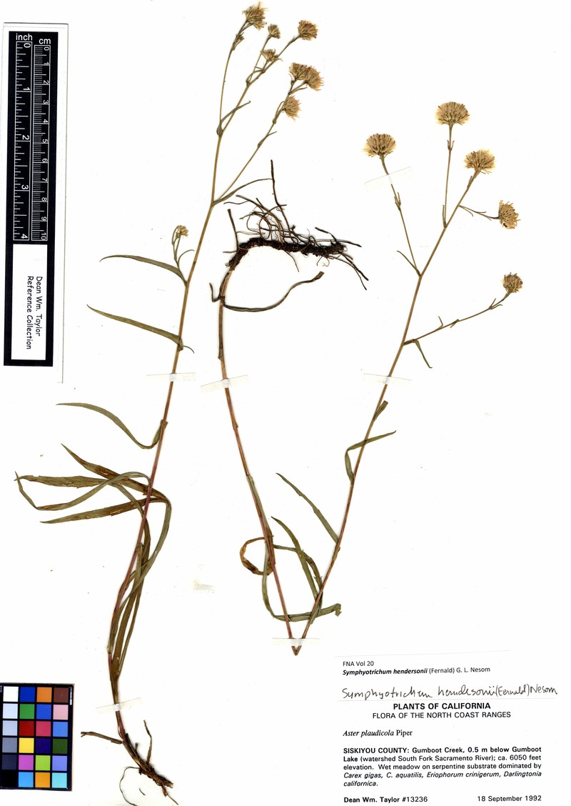 Lyall Aster photo 3