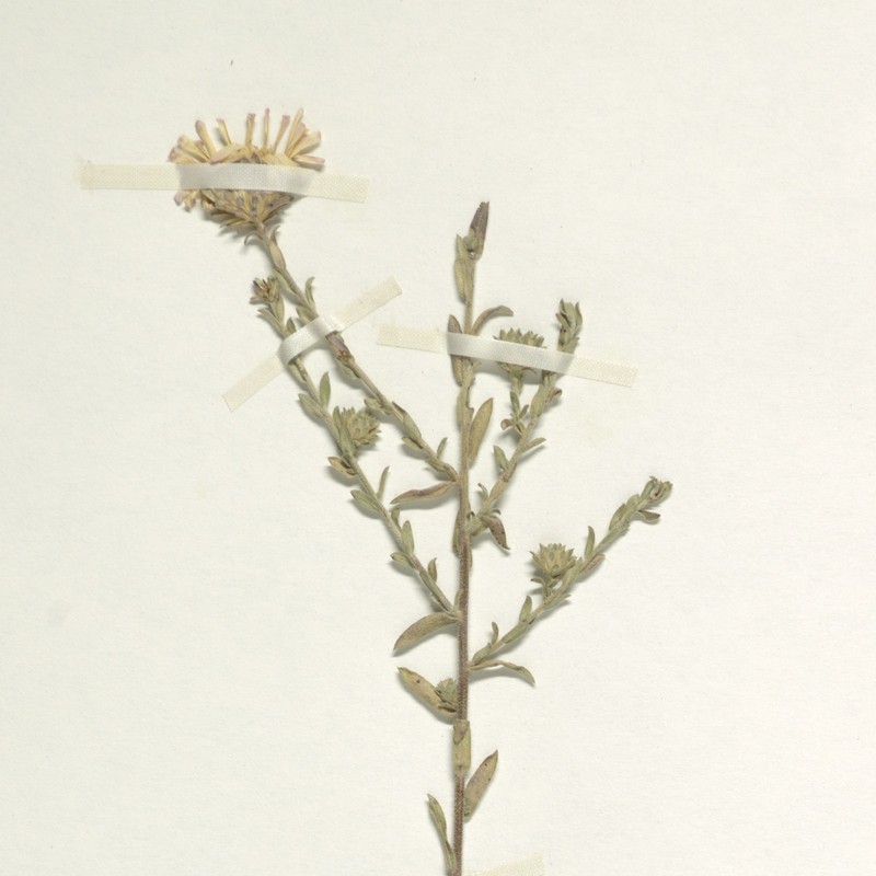 Symphyotrichum hintonii