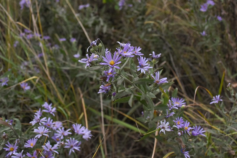 Jessica's Aster photo 4