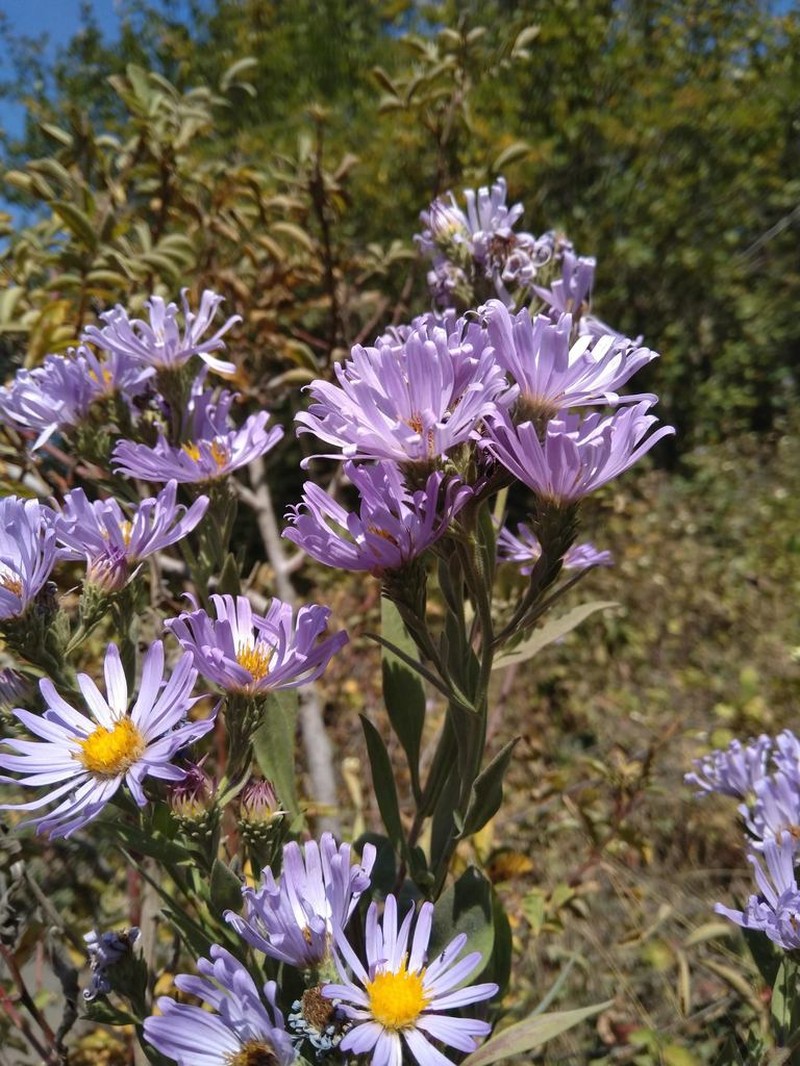 Jessica's Aster photo 5