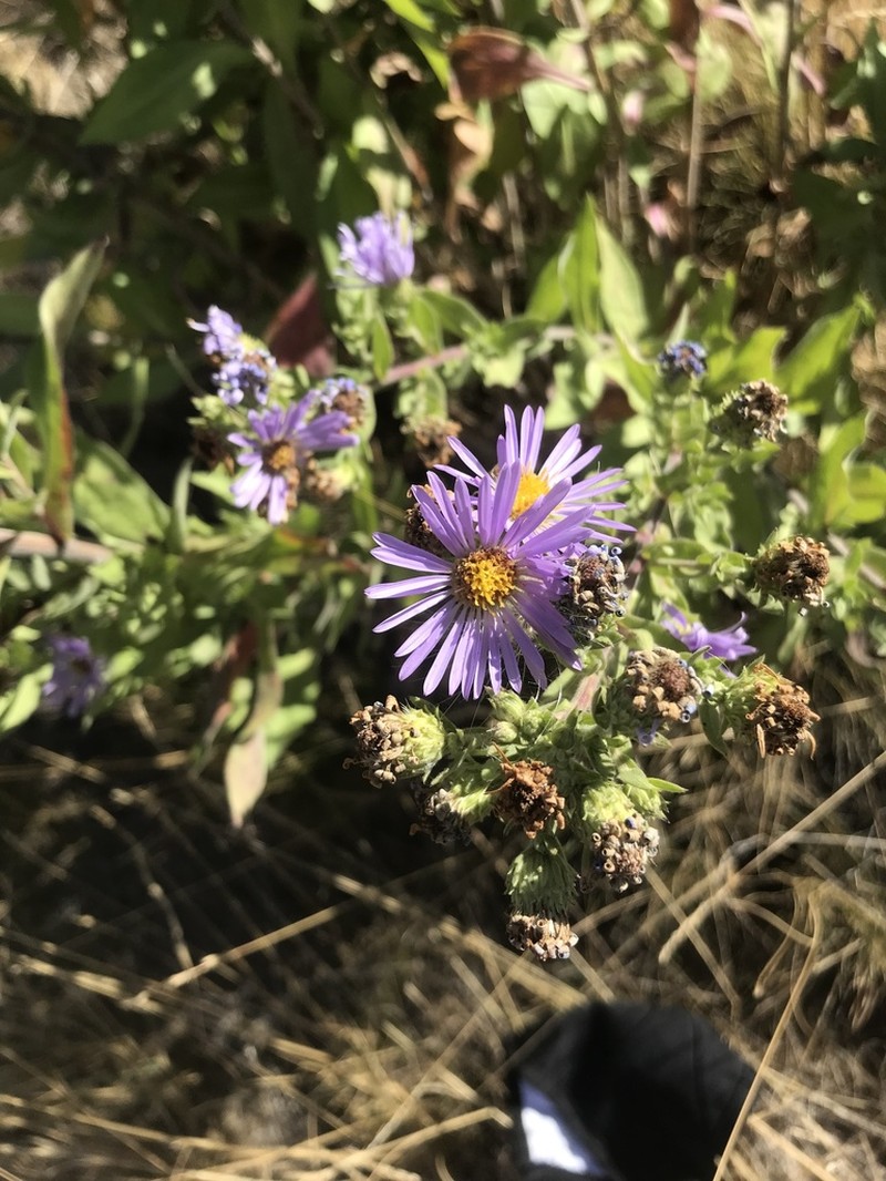 Jessica's Aster photo 6