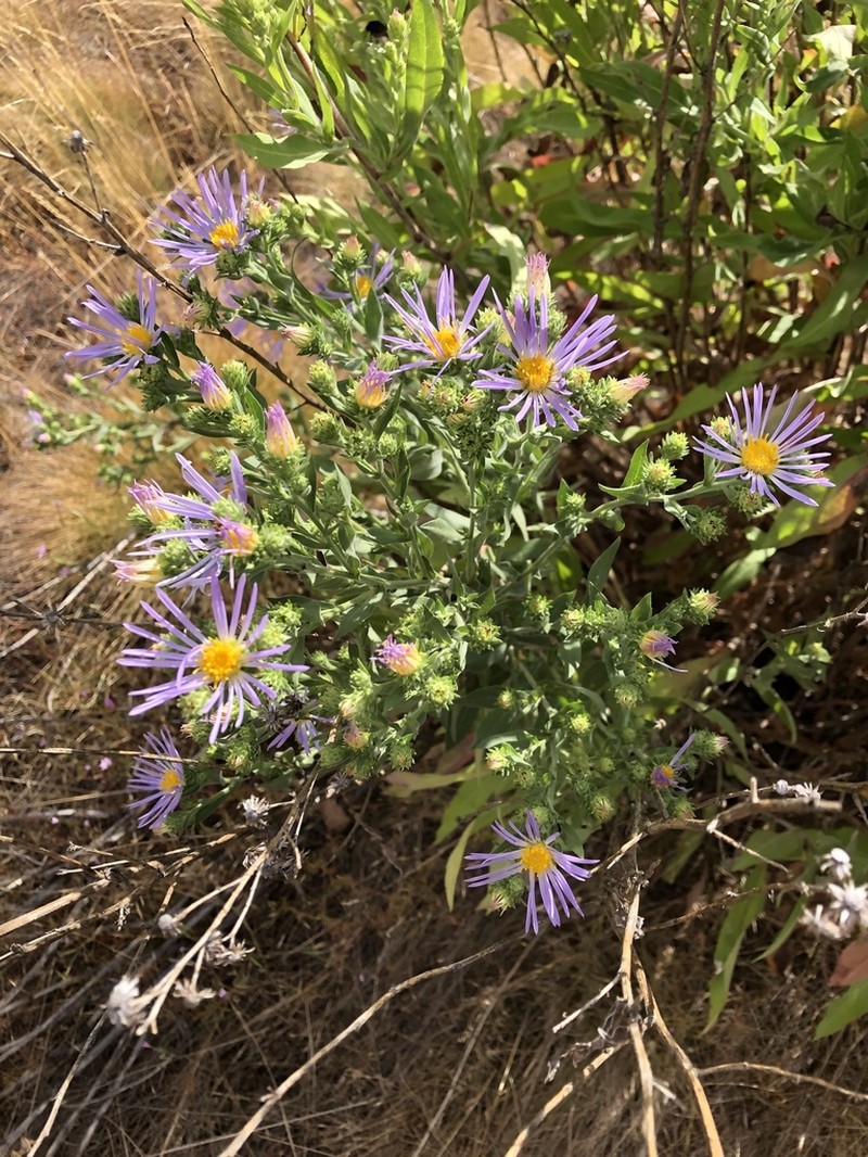 Jessica's Aster photo 7