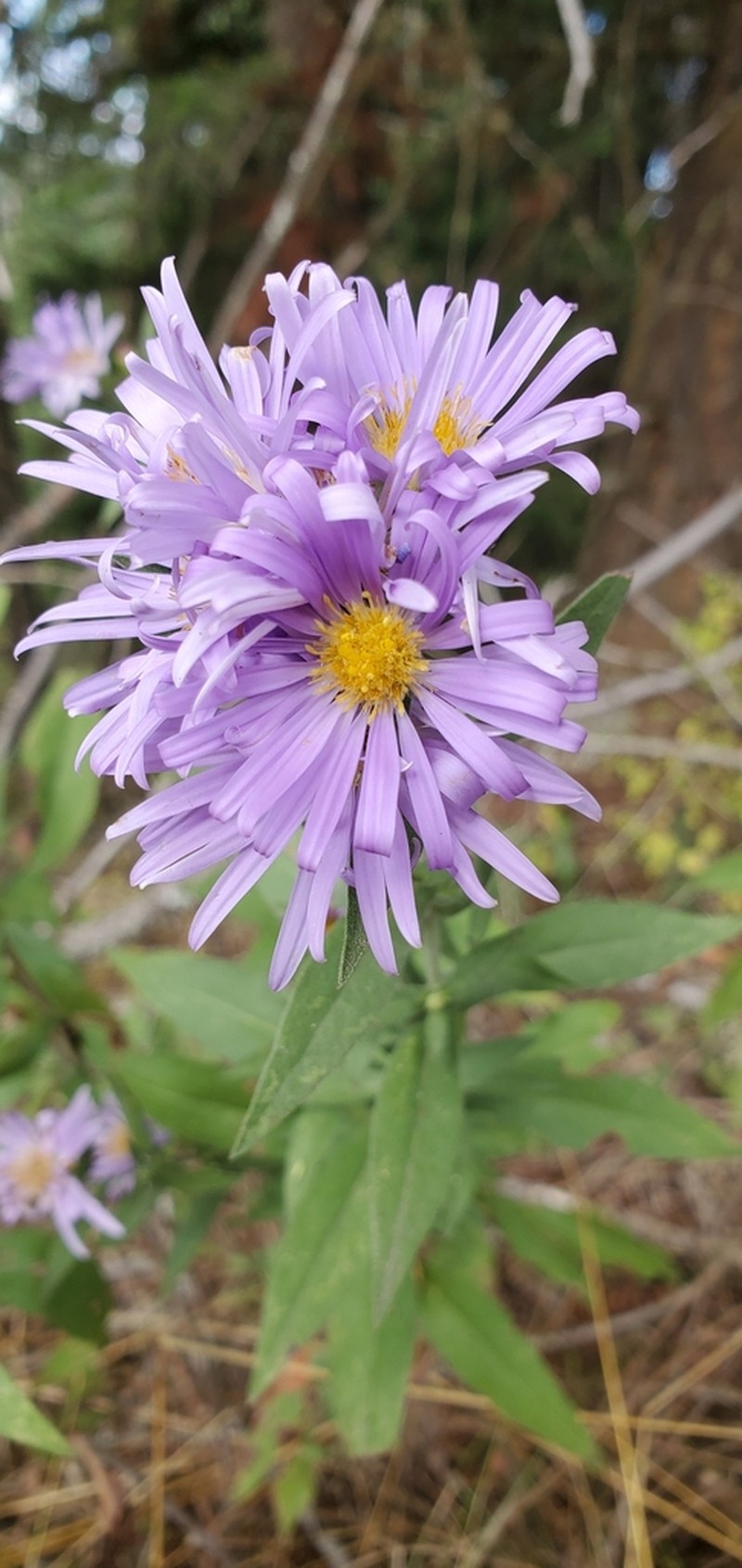 Jessica's Aster photo 8