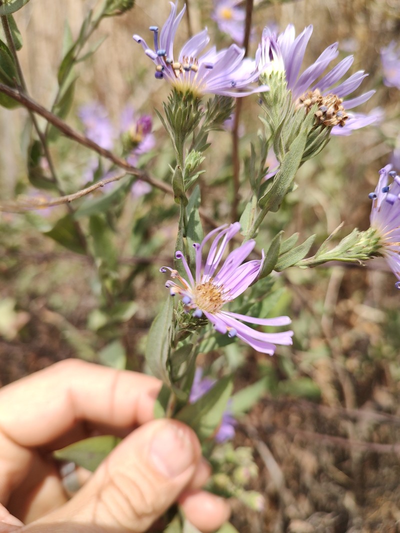 Jessica's Aster photo 5