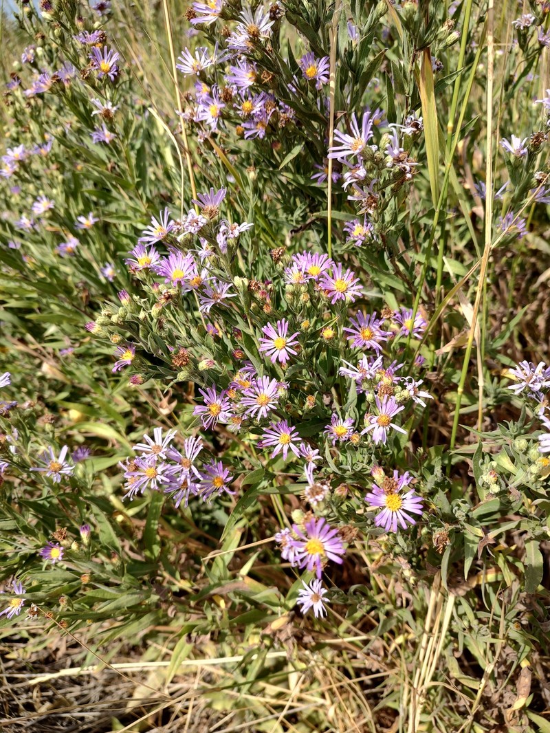 Jessica's Aster photo 6