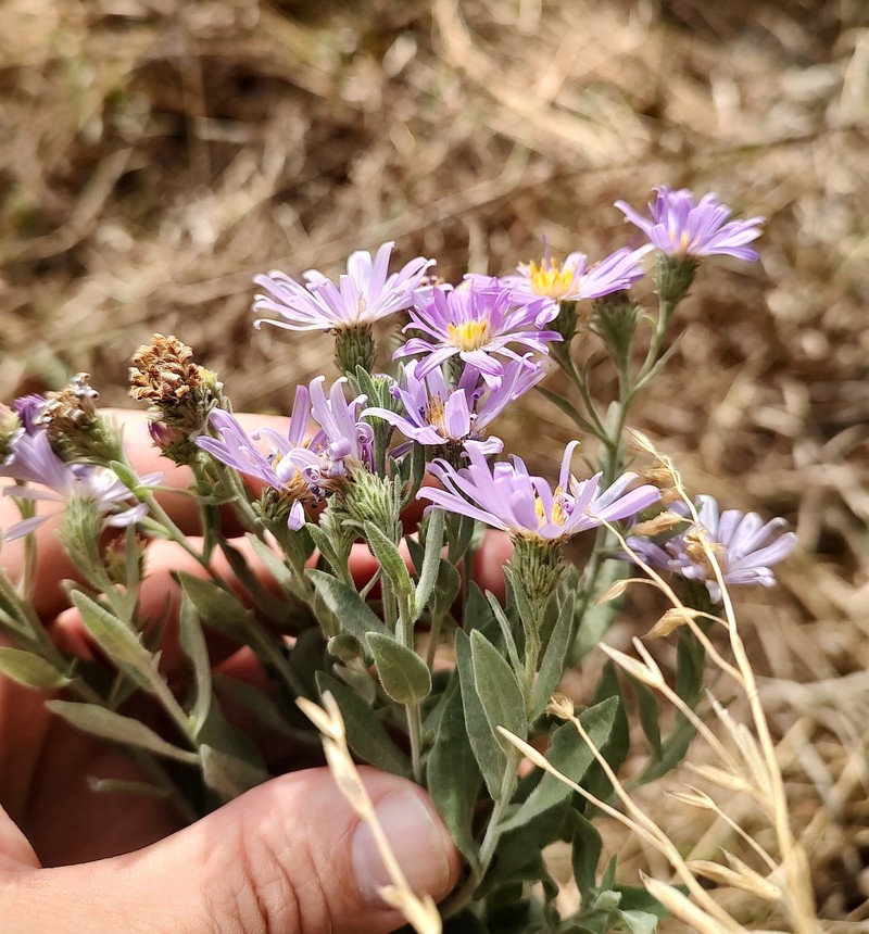 Jessica's Aster photo 7