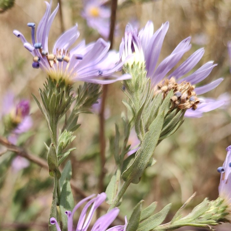 Jessica's Aster