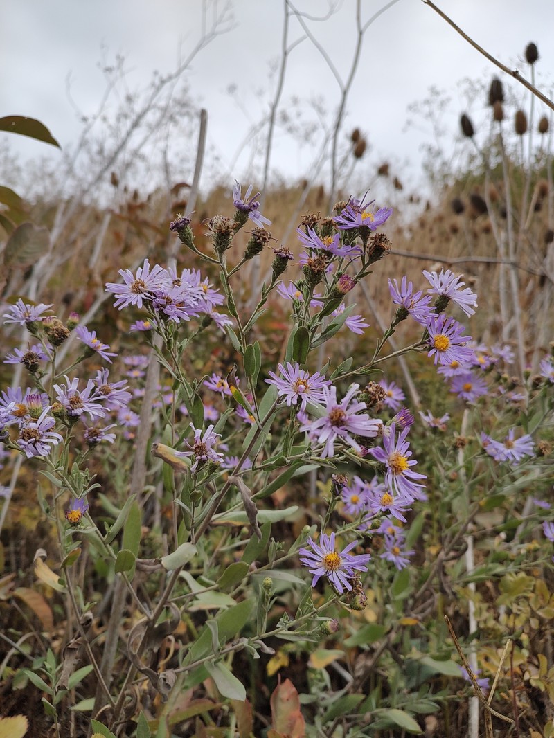 Jessica's Aster photo 2