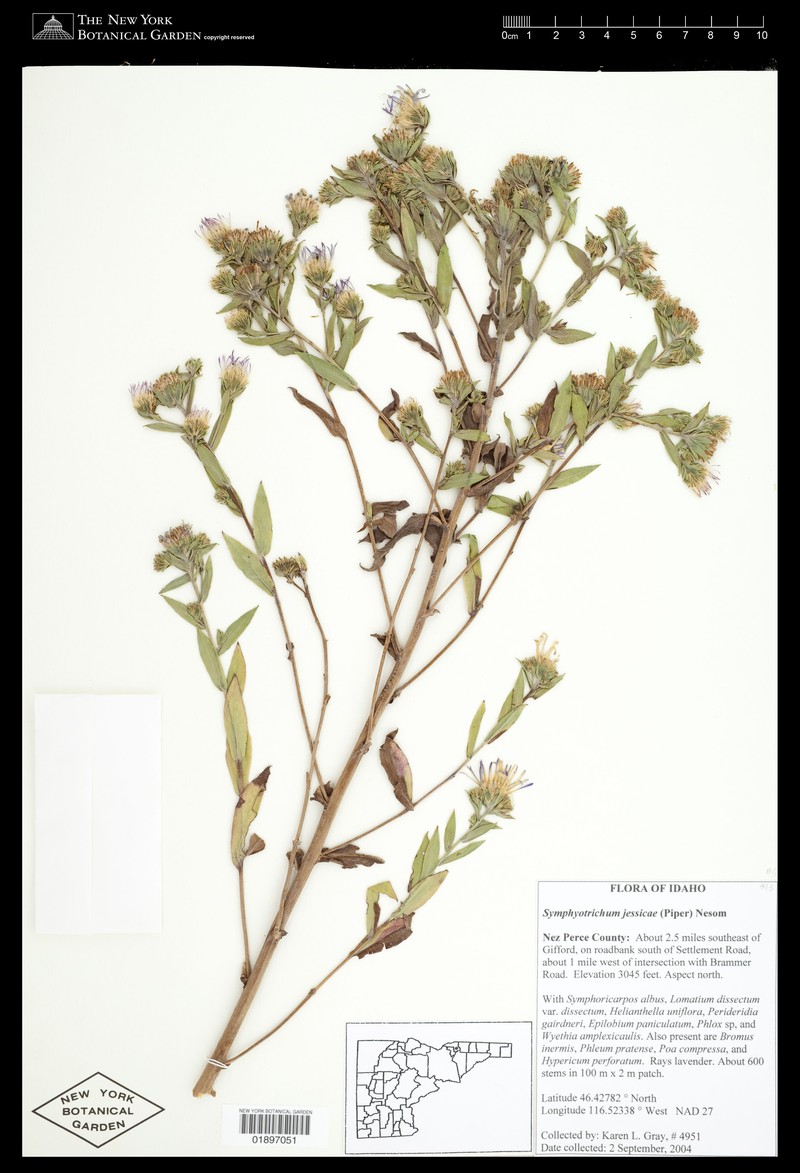 Jessica's Aster photo 3