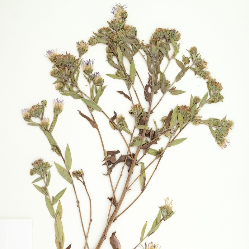 Jessica's Aster photo 4