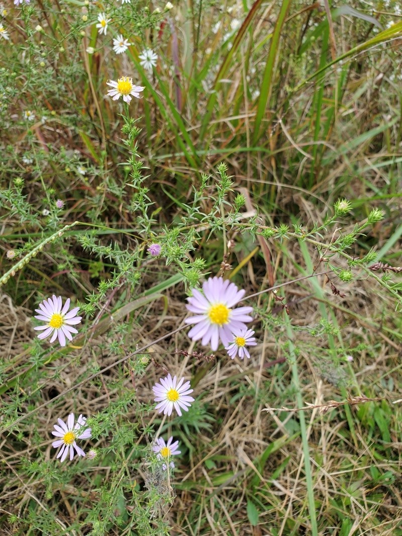 Symphyotrichum kentuckiense photo 4