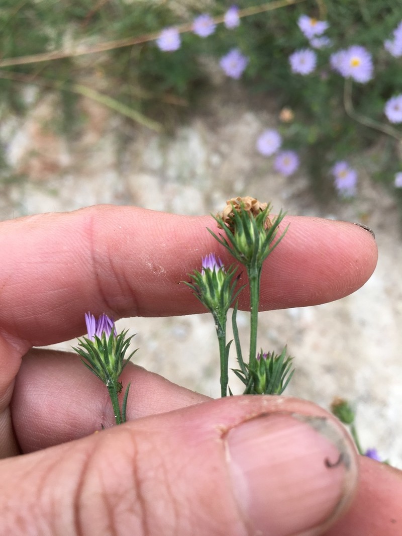 Symphyotrichum kentuckiense photo 5
