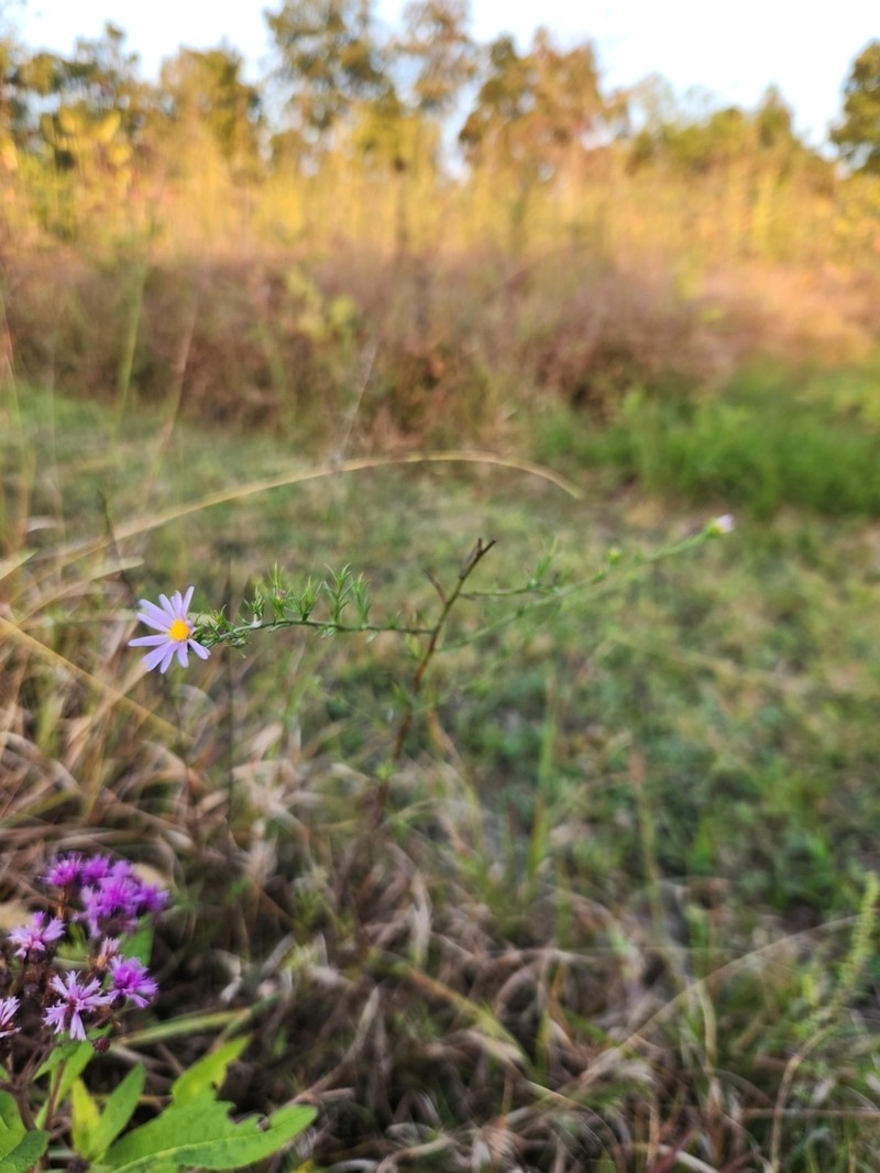 Symphyotrichum kentuckiense photo 6