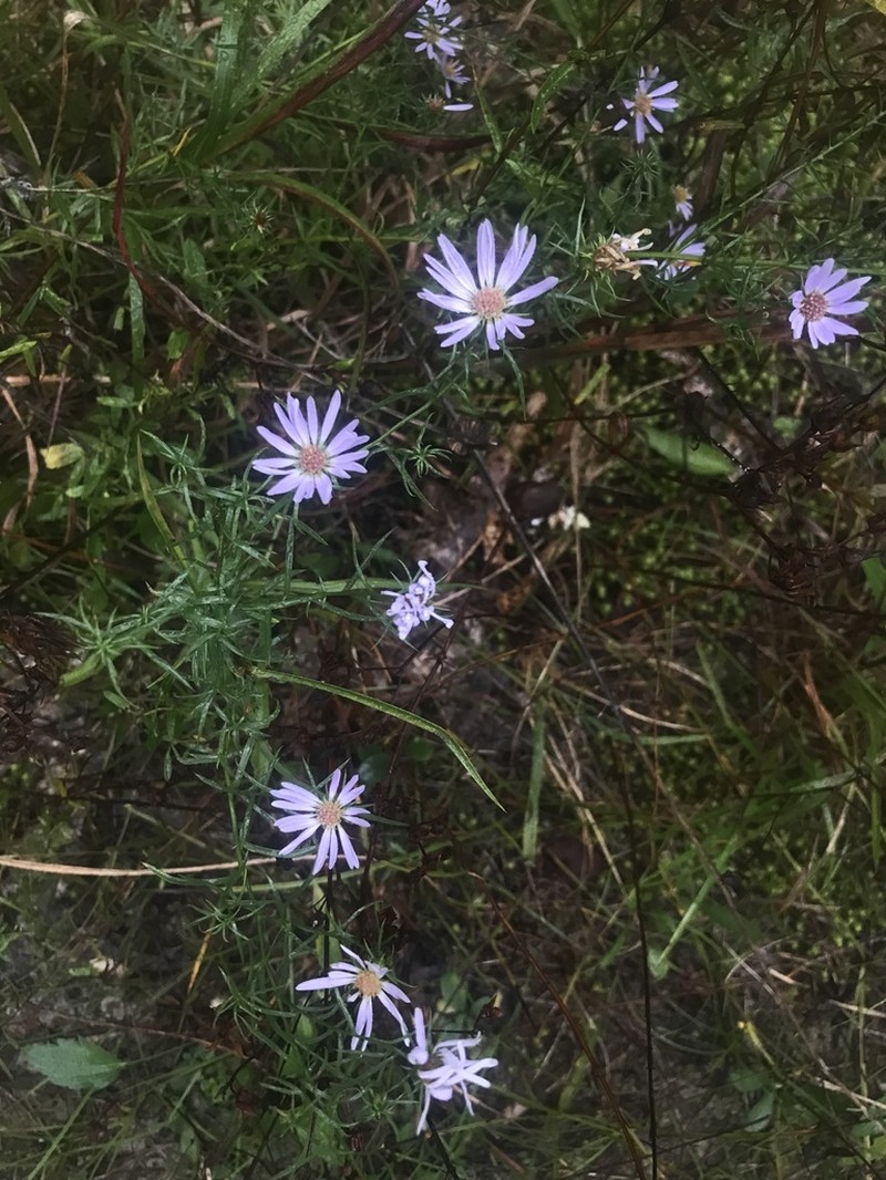 Symphyotrichum kentuckiense photo 7