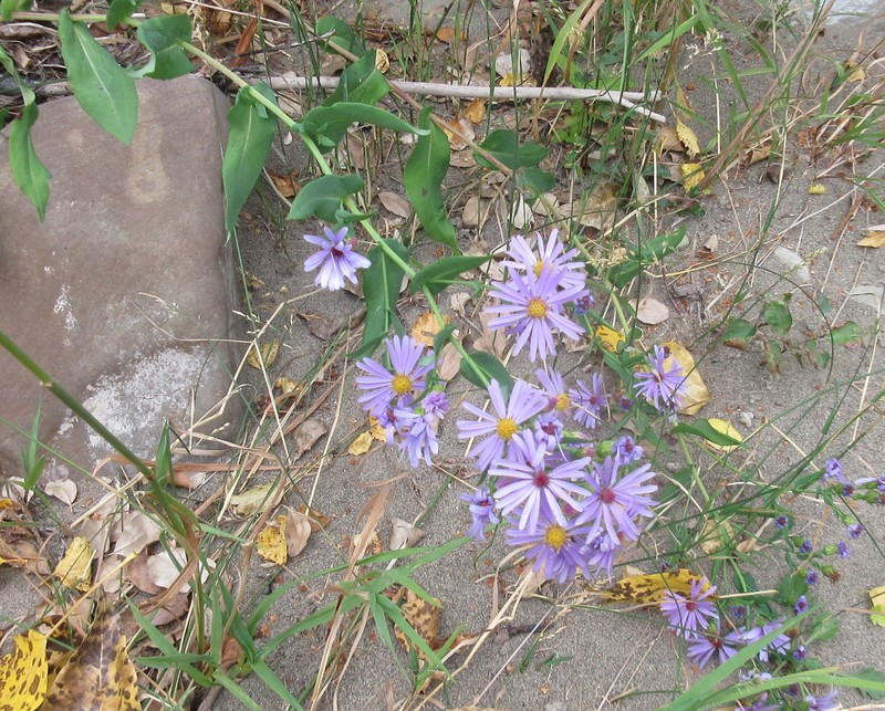 Smooth Blue Aster photo 4