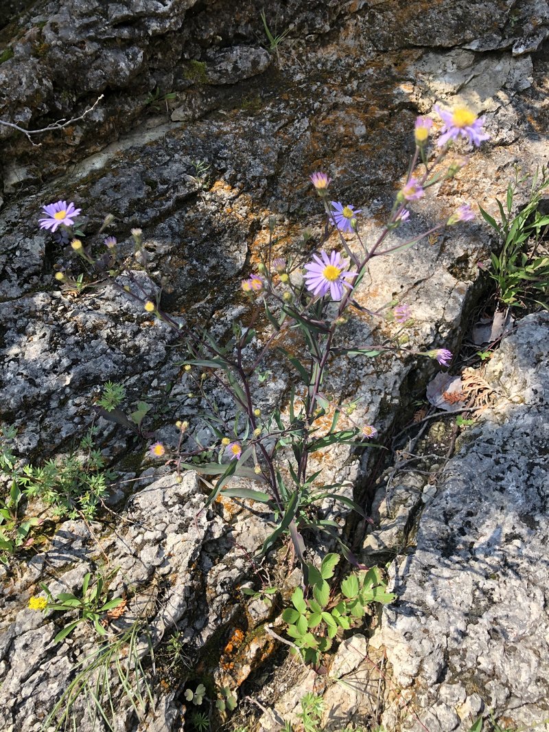 Smooth Blue Aster photo 6