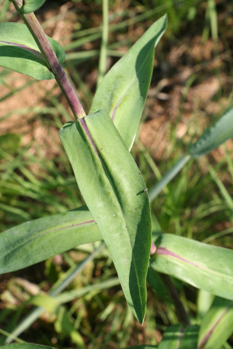 Smooth Blue Aster photo 8