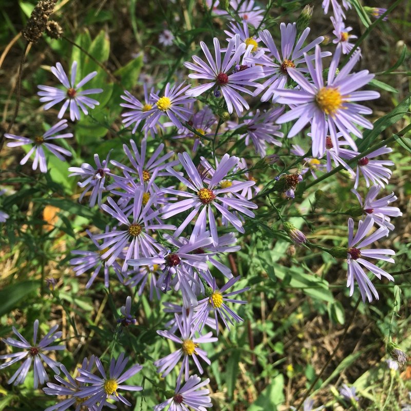 Smooth Blue Aster
